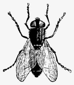 Ghostface Drawing Bug Graphic Royalty Free - Fly In Black And White, HD Png Download, Transparent PNG
