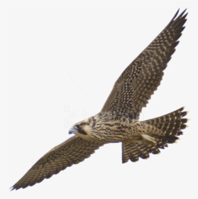 Free Png Download Falcon Png Images Background Png - Peregrine Falcon Transparent Background, Png Download, Transparent PNG