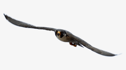 Peregrine Falcon, HD Png Download, Transparent PNG