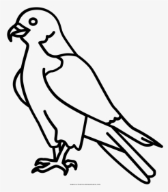 Peregrine Falcon Coloring Page - Easy Peregrine Falcon Drawing, HD Png Download, Transparent PNG