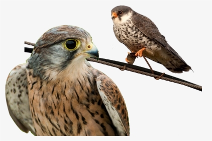 Falconiformes Png, Transparent Png, Transparent PNG