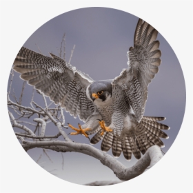 Falcon Photography, HD Png Download, Transparent PNG
