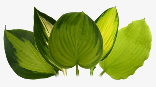 - Portable Network Graphics , Png Download - Smooth Solomon's Seal, Transparent Png, Transparent PNG