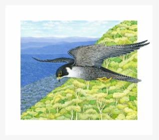 Image Of Peregrine Falcon - Osprey, HD Png Download, Transparent PNG