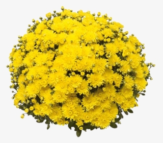 Belgian Mums® Amiko Yellow - Chrysanthemum, HD Png Download, Transparent PNG
