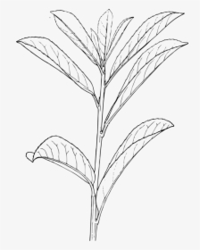 Monochrome Photography,grass Family,monochrome - Outline Of A Plant, HD Png Download, Transparent PNG