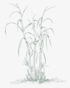 Sketch, HD Png Download, Transparent PNG