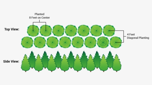 Transparent Arborvitae Png - Spacing Of Green Giant, Png Download, Transparent PNG