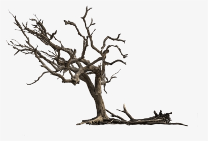 Tree, Aesthetic, Nature, Isolated, Gnarled, Branches - Dead Tree Png, Transparent Png, Transparent PNG