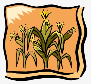 Vector Illustration Of Farm Cornfield Corn Crop In - Corn Graphic, HD Png Download, Transparent PNG