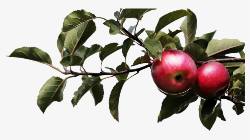 Apple, Nature, Tree, Agriculture, Blade, Plant - Apple Tree Branch Png, Transparent Png, Transparent PNG