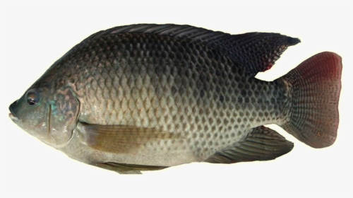 Thumb Image - Tilapia Fish In Philippines, HD Png Download, Transparent PNG