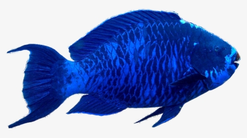 The Parrotfish On Emaze - Blue Parrot Fish, HD Png Download, Transparent PNG