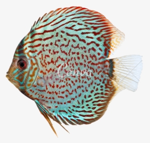 Transparent Discus Throw Clipart - Discus Fish On White Background, HD Png Download, Transparent PNG