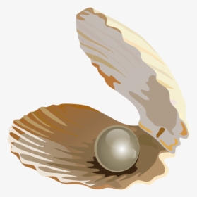 Seashell Download Jewellery Transprent - Pearl Shell Without Background, HD Png Download, Transparent PNG