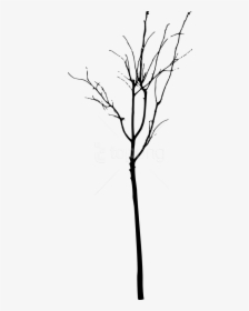 Free Simple Bare Tree Silhouette Free Images Transparent - Simple Bare Tree Silhouette Png, Png Download, Transparent PNG