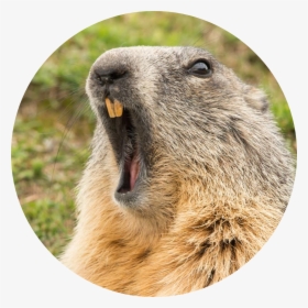 Gopher - Groundhogs And Woodchucks, HD Png Download, Transparent PNG
