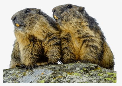 Gopher - Mongolia Bubonic Plague, HD Png Download, Transparent PNG