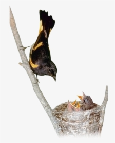Гнездо, Птенцы, Маленькая Птица, Chicks, Little Bird, - Birds, HD Png Download, Transparent PNG