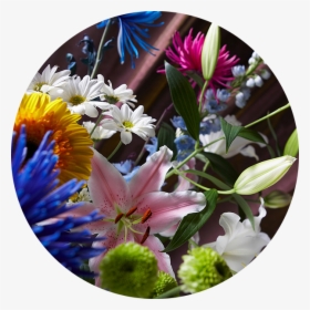 Florería Nancy - Arreglos Florales - African Daisy, HD Png Download, Transparent PNG