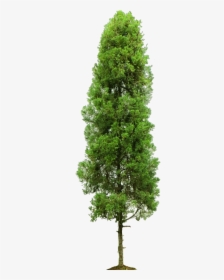 Thumb Image - Single Tree, HD Png Download, Transparent PNG