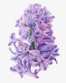 Hd Hand Drawn Hyacinth Flower Png Transparent - Purple Hyacinth Hyacinth Flower Drawing, Png Download, Transparent PNG