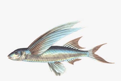 Download Free Fish Png Transparent Images Transparent - Transparent Flying Fish Png, Png Download, Transparent PNG