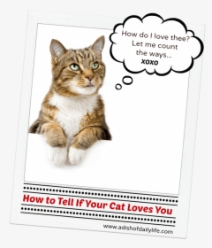 Tell A Cat You Love Them, HD Png Download, Transparent PNG