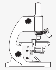 Simple Microscope - Use Light Microscope Ppt, HD Png Download, Transparent PNG