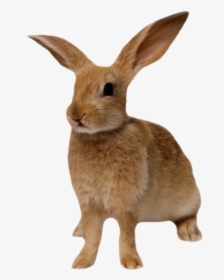 Only Eco-friendly Products With Sustainable Materials - Rabbit Transparent Background Png, Png Download, Transparent PNG