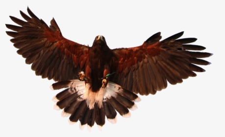 Hawk With Wings Spread, HD Png Download, Transparent PNG