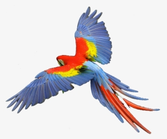 Transparent Hawk Clipart - Scarlet Macaw Png, Png Download, Transparent PNG