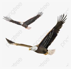 Eagle Flying, Eagle, Hawk Falcon, Soar Png Transparent - Hawk Bird Flying Png, Png Download, Transparent PNG