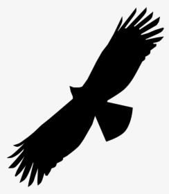 Black Eagle Bird Of Prey Bald Eagle Beak - Swainson Hawk Silhouette, HD Png Download, Transparent PNG