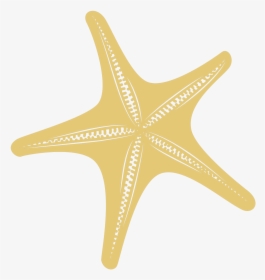 Starfish, HD Png Download, Transparent PNG