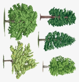 Árbol - Leaf Vegetable, HD Png Download, Transparent PNG