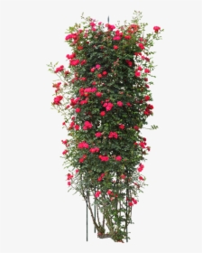 Rose Flower Tree Png, Transparent Png, Transparent PNG