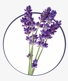 Free Lavender Png, Transparent Png, Transparent PNG