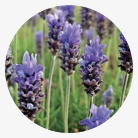 Lavender, HD Png Download, Transparent PNG