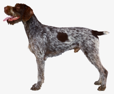 Background Dogs Dog Transparent - German Wirehaired Pointer Profile, HD Png Download, Transparent PNG