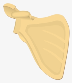 Illustration Of Anterior Scapula - Scapula Bone Markings Anterior, HD Png Download, Transparent PNG