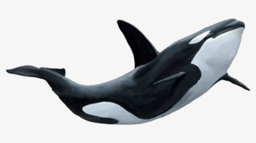 Killer Whale Png - Ocean Animals Png, Transparent Png, Transparent PNG