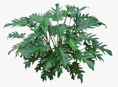 Hd Image Result For Philodendron Xanadu - Philodendron Xanadu Care, HD Png Download, Transparent PNG