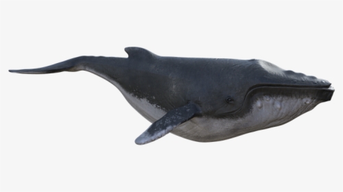 Blue Whale, HD Png Download, Transparent PNG