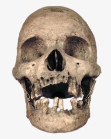 Anthropology - Real Skull Transparent Background, HD Png Download, Transparent PNG