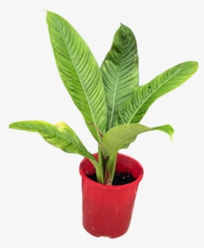 Transparent Philodendron Png - Philodendron Lynette, Png Download, Transparent PNG