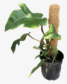 Transparent Philodendron Png - Philodendron Squamiferum, Png Download, Transparent PNG