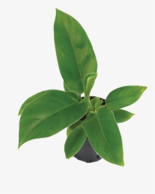 Transparent Philodendron Png - Bay Laurel, Png Download, Transparent PNG