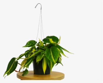 Transparent Philodendron Png - Flowerpot, Png Download, Transparent PNG