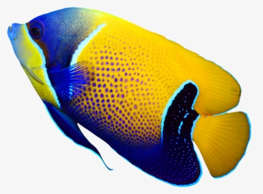Pomacanthus Navarchus Emperor Angelfish Tropical Coral - Tropical Fish Png, Transparent Png, Transparent PNG